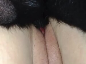 Dog sex
