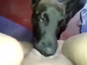 Sapna pussy linking dog sex