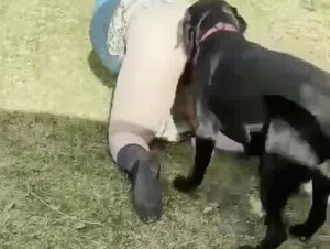 thick milf with black lab