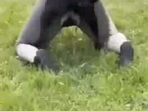 thick milf with black lab 2