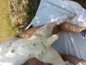 Sexy babes pose hot together when she share the dog dick