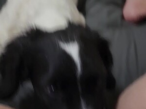 Dog Eats his Owner's Pussy