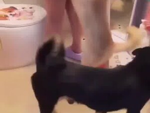 Chinese washroom dog party 2