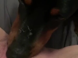 Dog Eats his Owner's Pussy