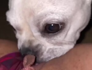 Doggy Eats her Pussy