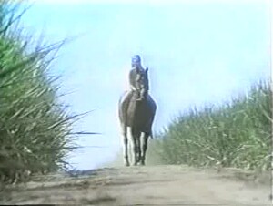 LA SIGNORA DEI CAVALLI