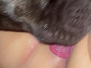 Dog Lick