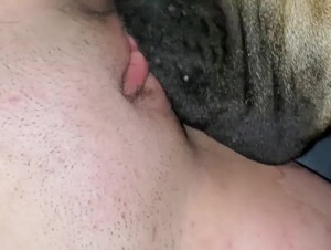 Dog Lick