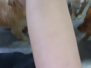 Chinese BIG dog party time