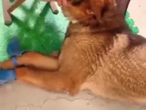 Chinese wife has her own dog