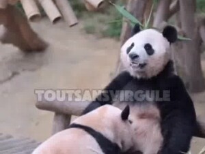 Panda sucks