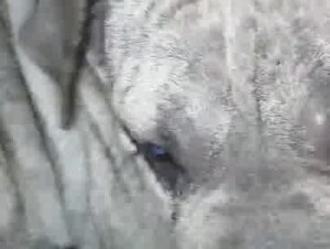 Fucking My Sweet Dog Pussy Part 2