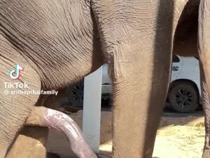 Vicman777 Camoteando a la puta Cecilia