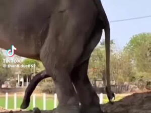 Vicman777 Camoteando a la puta Cecilia