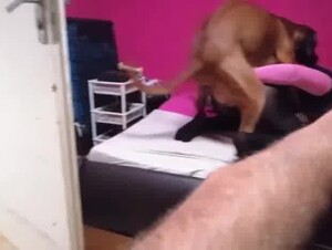 Husband let dog fuck wife at home