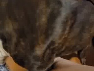 wife got humped fucked by a dog, homemade