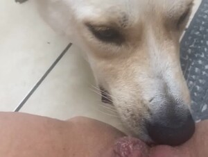 Dog Eats his Owner's Pussy