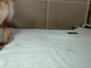 Chinese bbw woman and dog