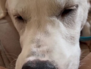 Girl Gets a Good Dog Lick