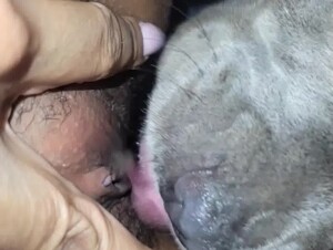 Dog Lick