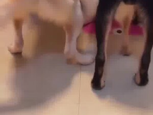 Asian dog party and solo wife 3