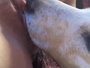 Dog Eats Out Teen Girls Pussy