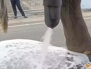 Elephant cock peeing