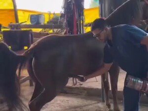 Masturbating a horse with fleshlight