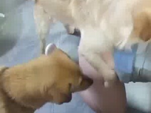 Asian big dog party and one wife