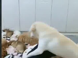 Asian big dog party and one wife 2