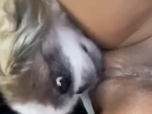 Dog Eats his Owner's Pussy