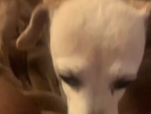 Girl Gets a Good Dog Lick