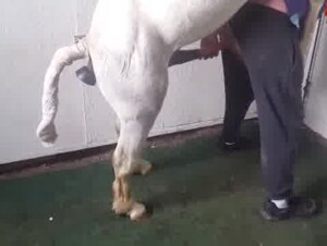 horse fuck man with dildo up its ass