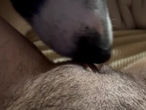 Quick Lick Before Bed