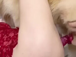 hot Asian the missionary position with dog 1