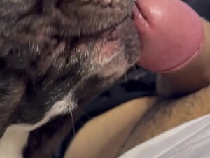 Dog licking with passion