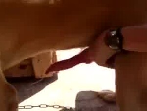 Wanking her dog and drink is sperm