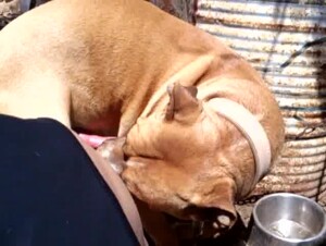 Jerking and sucking her dog