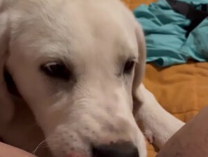 Girl Gets a Good Dog Lick