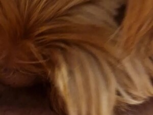 Dog Eats his Owner's Pussy