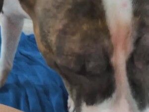 Girl Gets a Good Dog Lick