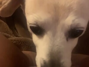 Quick Lick Before Bed