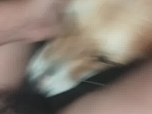 Xxx perro me lame rico