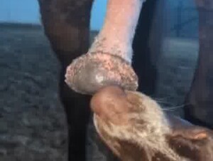 dog make horse happy