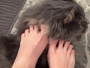 Cat & feet 2