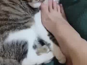 Cat & feet 9