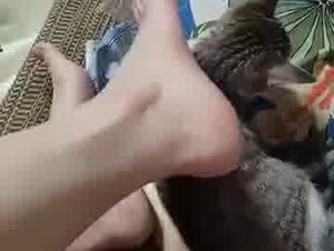 Cat & feet 10