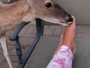 Deer licks feet