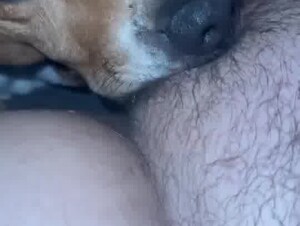 dog can’t stop licking hairy pussy !
