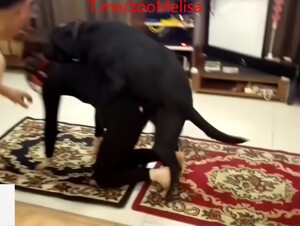 Chinese dog group sex 1